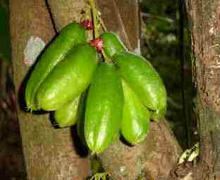 Bilimbi