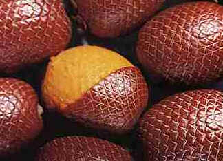 Buriti