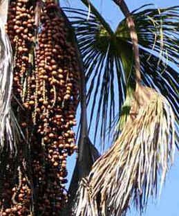 Buriti