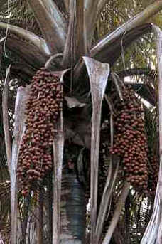 Buriti