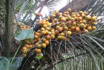 Butiá