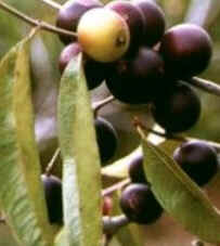 Camu-Camu