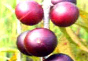 Camu-Camu
