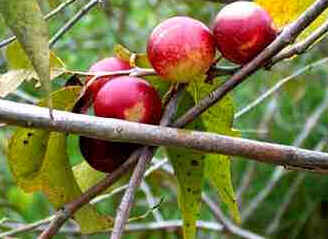 Camu-Camu