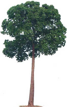 Castanha-do-Pará