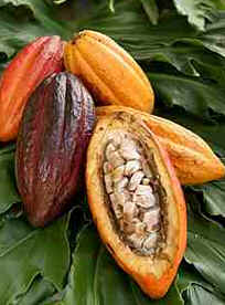 Cacau