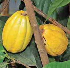 Cacau