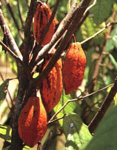 Cacau