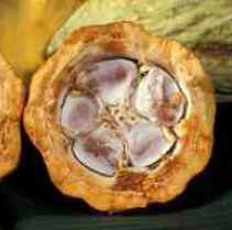 Cacau
