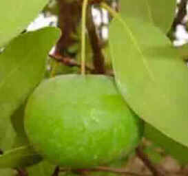 Cagaita