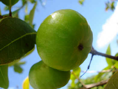 Cagaita