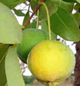 Cagaita