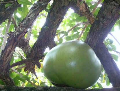 Calabaça