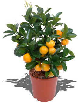 Calamondin