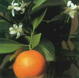 Calamondin