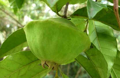 Cambuci
