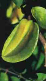 Carambola