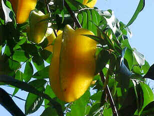Carambola