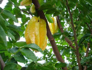 Carambola
