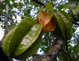 Carambola