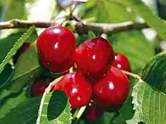 Cereja