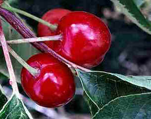 Cereja