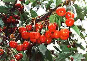Cereja