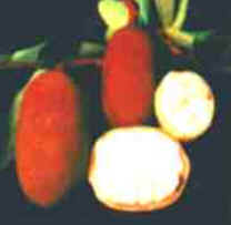 Cupuaçu