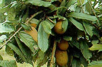 Cupuaçu