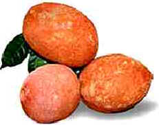 Cupuaçu
