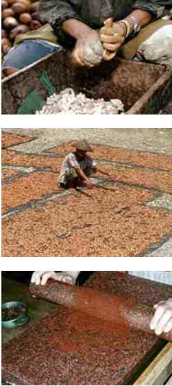 História do Chocolate História do Chocolate