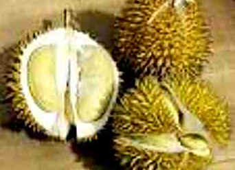 Durião