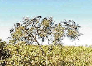 Fava D'Anta
