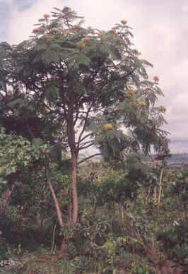 Fava D'Anta
