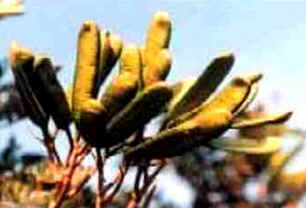 Fava D'Anta