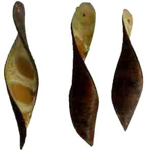Fava D'Anta