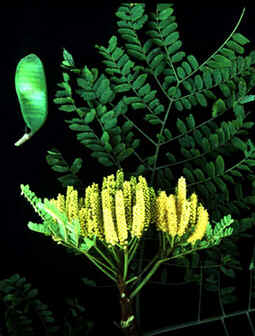 Fava D'Anta