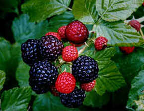 Framboesa