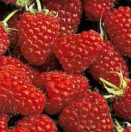 Framboesa