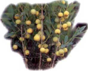 Gabiroba