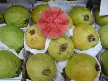 Goiaba