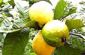 Goiaba
