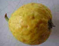 Goiaba