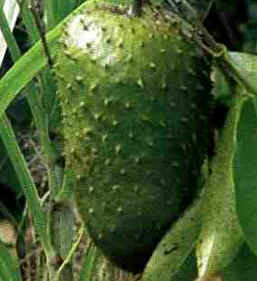 Graviola