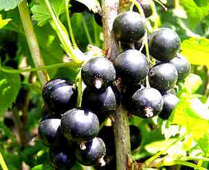 Groselha
