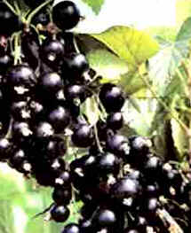 Groselha