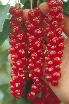 Groselha