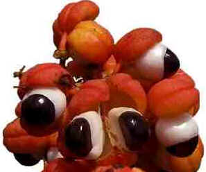 Guaraná