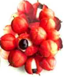 Guaraná