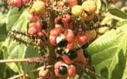 Guaraná